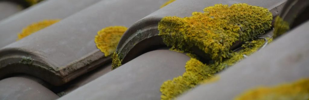 Toiture végétalisée  verte écologique